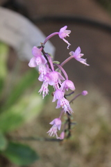 Stenoglottis longifolia