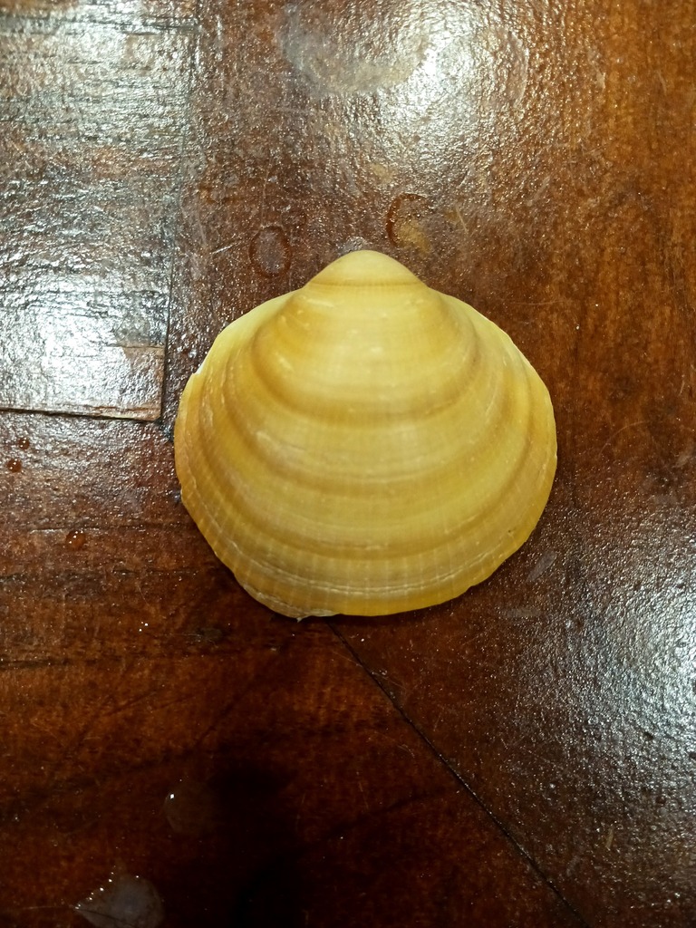 Glycymeris from Marbella Center, Marbella, Málaga, Spain on April 23