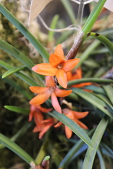 Ceratostylis retisquama