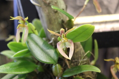 Bulbophyllum lasiochilum
