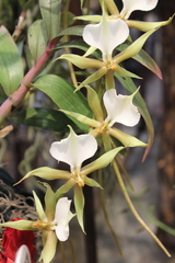 Plectrelminthus caudatus