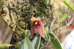 Bulbophyllum disciflorum