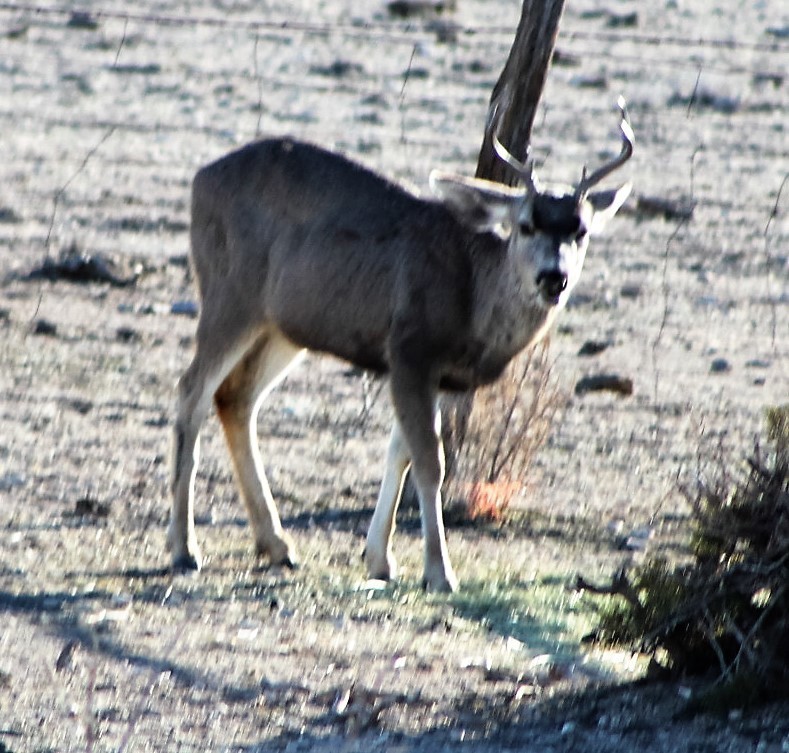 Mule Deer from Twised thistle Ranch on January 9, 2014 by Philip Woods ...