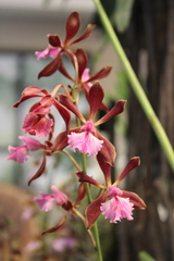 Encyclia plicata
