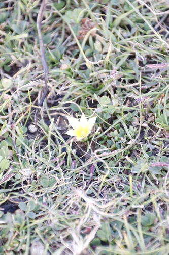 Romulea macowanii
