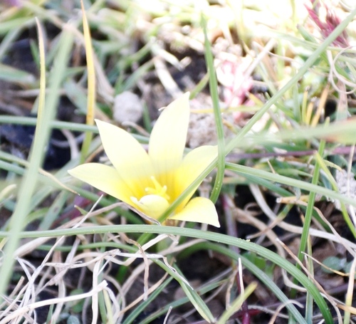 Romulea macowanii