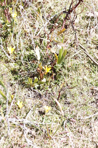 Romulea macowanii
