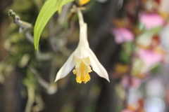 Dendrobium jaintianum