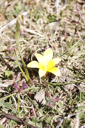 Romulea macowanii