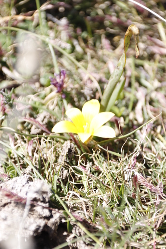 Romulea macowanii