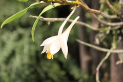 Dendrobium jaintianum