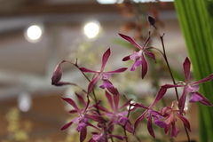 Encyclia bipapularis