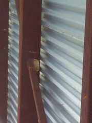 Petrochelidon pyrrhonota