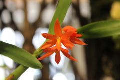 Scaphyglottis bidentata