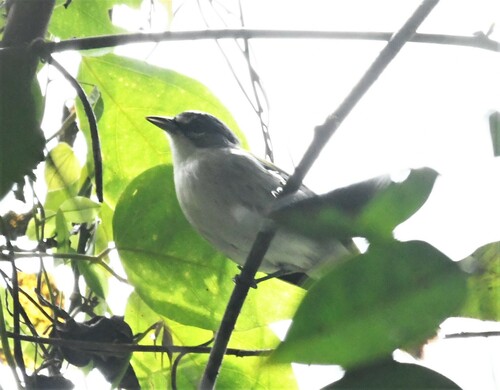 White-winged Warbler (Xenoligea montana), photo 6