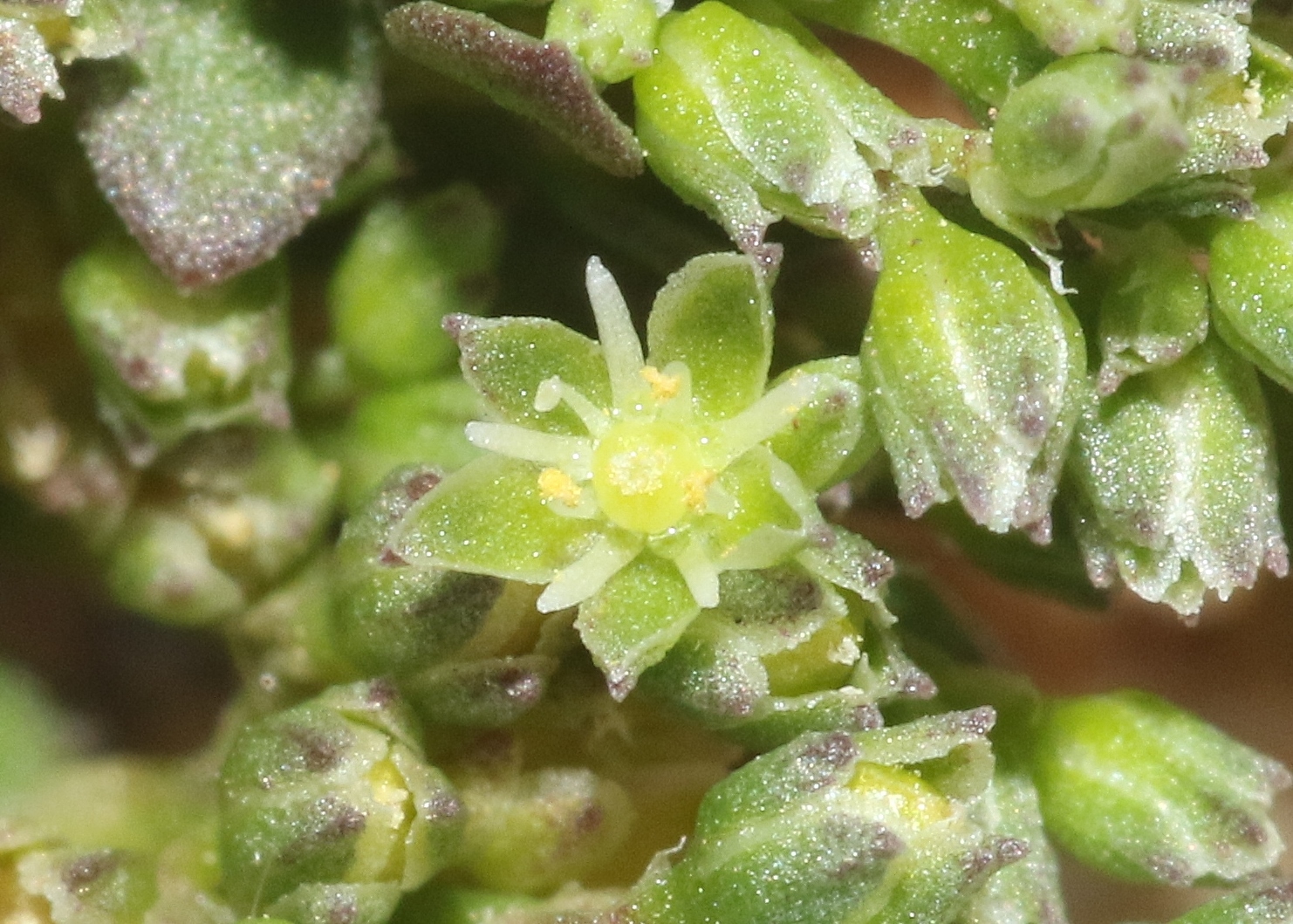 Polycarpon depressum
