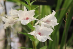 Dendrobium parthenium