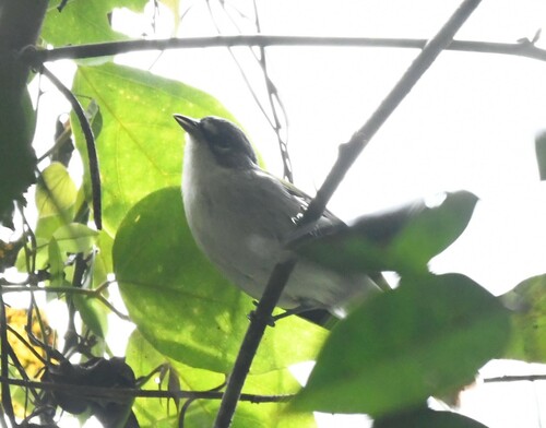 White-winged Warbler (Xenoligea montana), photo 10