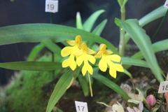 Habenaria xanthochila