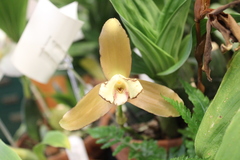 Lycaste fuscina