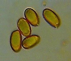 Heimiomyces velutipes