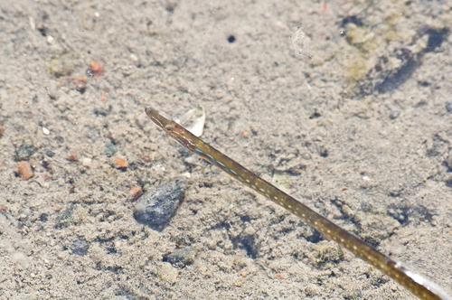 Adderzeenaald (Nerophis ophidion) — Syngnathidae — 4
