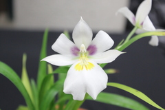 Miltoniopsis roezlii