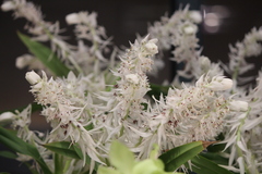 Mycaranthes vanoverberghii