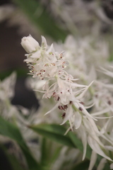 Mycaranthes vanoverberghii