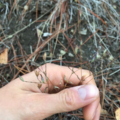 Lessingia arachnoidea