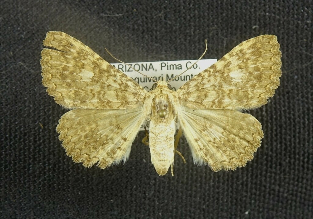 Matigramma adoceta