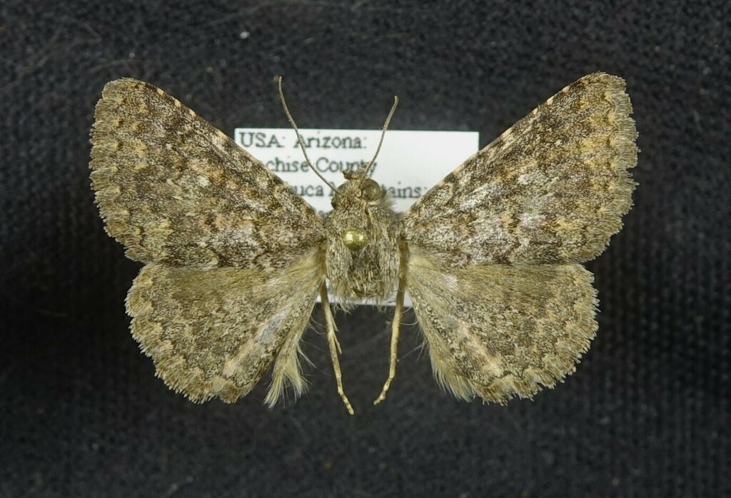 Matigramma reptina
