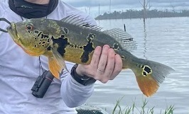Cichla jariina