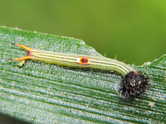 Dynastor darius stygianus