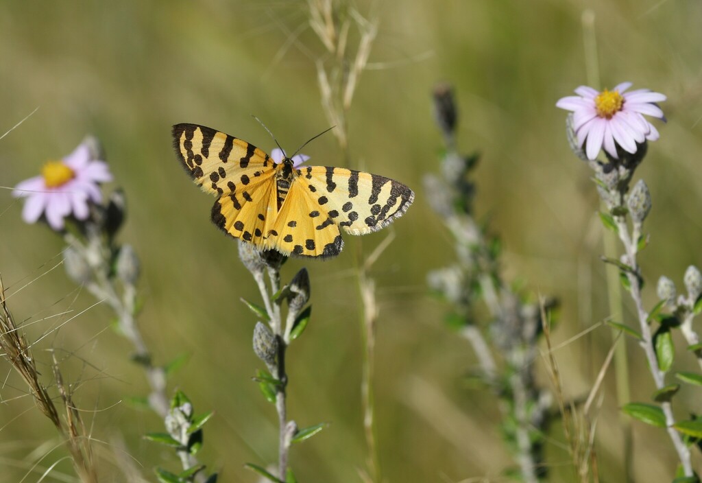 Veniliodes woodhalli