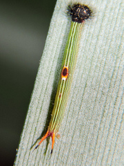 Dynastor darius stygianus