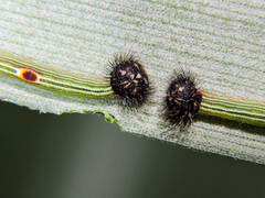 Dynastor darius stygianus