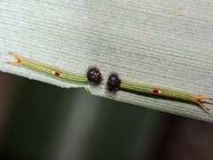 Dynastor darius stygianus