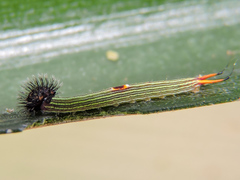 Dynastor darius stygianus