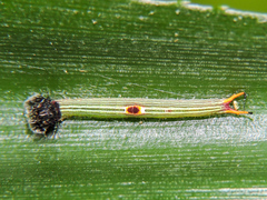 Dynastor darius stygianus