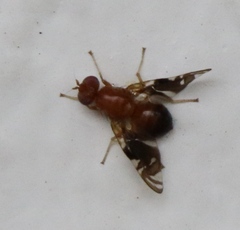 Parastenopa limata