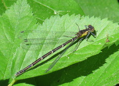 Chromagrion conditum