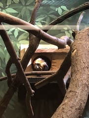 Leontopithecus chrysomelas