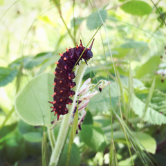 Battus philenor hirsuta