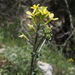 Erysimum crassistylum garganicum - Photo (c) deutschle, some rights reserved (CC BY-NC)