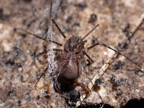 Chilean Tiger Spider photo 4