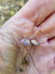 Laccaria amethystina image