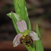 Ophrys apifera curviflora - Photo (c) Víctor González García, algunos derechos reservados (CC BY-NC), subido por Víctor González García