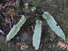 Asplenium scolopendrium americanum