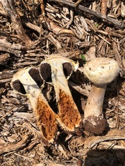 Agaricus evertens